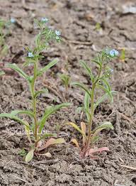 Image result for Blumea squarrosa