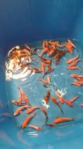 Then look no further than our extensive range of high quality japanese koi for sale. Great Quality Small Japanese Koi Carp Nishikigoi Pond Fish For Saleo Fish Gumtree Australia Blacktown Area Blacktown 1276860489