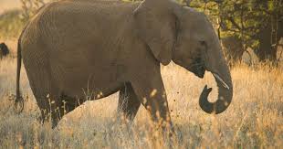 Elephants are intelligent, social and complex animals—and meeting all of their care requirements is a jumbo task. African Bush Elephant The Nature Conservancy