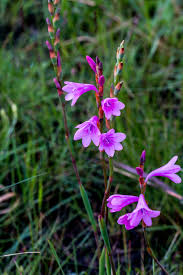 Image result for Ascolepis capensis