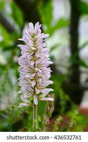 Image result for Melianthaceae