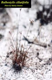 Image result for Bulbostylis hispidula