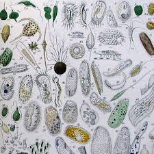 Image result for Icuria