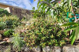 Image result for Acalypha pubiflora