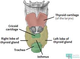 803 x 1024 jpeg 192 кб. The Thyroid Gland Location Blood Supply Teachmeanatomy