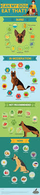 Safe Human Food For Your Dogs Info Graphic Dog Info Pets Dog Care
