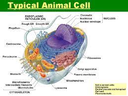 Check spelling or type a new query. The Study Of Cells Light Microscope Lms Visible