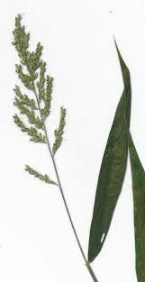 Image result for Setaria barbata