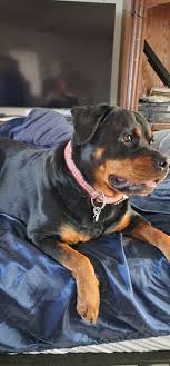 Rottweiler puppies for adoption near me