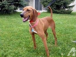 Black And Tan Coonhound Vs Bloodhound Redbone Vizsla Mix Unique Dog Breeds Redbone Coonhound Rare Dog Breeds