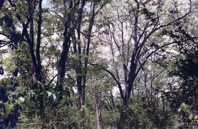 Image result for Baissea wulfhorstii