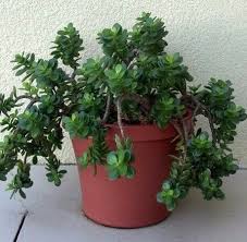 Jade Succulent Jade Succulent Succulents Garden