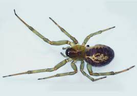 In urban areas of north america, false black widow spiders are quickly displacing. Myth False Widows A Danger In Britain Burke Museum