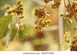 Image result for Duosperma quadrangulare