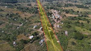 Image result for Blotiella trichosora