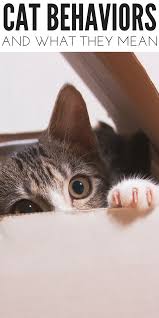 From inhabiting boxes and knocking things off tables to perching as high as they can and the infamous if i fits, i sits behavior, cats sure are quirky beings. Cat Behavior The Meaning Behind What May Seem Random