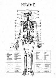 High quality vintage, black and white illustration drawing vintage anatomy drawings of human abdomen. Vintage Anatomy Posters Art Prints Wall Art Displate