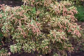 Image result for Pieris japonský obrázek