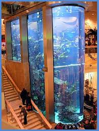 I Live In A Big 2 Floor House Which Is Well Designed Have A Big Aquarium A Small Pond 2 Well Trained Dogs Akvariumy Raznyh Form Domashnij Akvarium Akvaparki