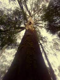 The Top Of The Oldest Tree At Otway Fly Tree Top Adventures In Victoria Australia Top Adventures Tree Tree Tops