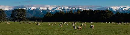 Installing havelock wool batts is easy! Havelock Wool Performance Haus