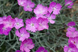 Each of the 5 petals have serrated edges, looking as if they have been trimmed with pinking shears, hence the common name 'pinks'. Firewitch Dianthus Care Growing Firewitch Flowers In The Garden