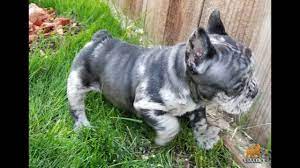Black and tan french bulldog. French Bulldog Black Merle Girl With Green Eyes Youtube