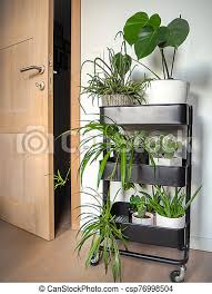 Pictures and paintings are passé. Industrial Grey Trolley Filled With Different Green Houseplants Creating An Indoor Vertical Garden Industrial Grey Trolley Canstock