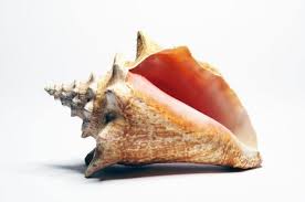 kaɾaˈkola, conch) is a song recorded by the trio tim, nelly & tony, better known as los tnt. Caracola Imagenes Y Fotos 123rf
