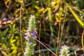 Image result for Wahlenbergia capillacea