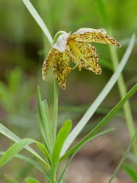 Image result for Liliaceae