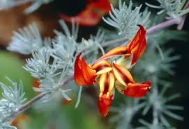 Image result for Lotus berthelotii