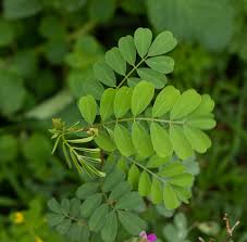 Image result for Tephrosia purpurea