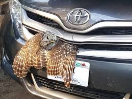 Check out our birds in car selection for the very best in unique or custom, handmade pieces from our shops. Owl Wedged In Car S Grill Freed By Wisconsin Dnr Warden