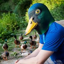 Image result for duck
