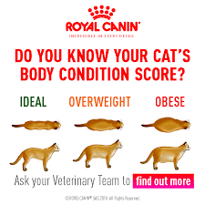 Body Condition Scoring The Healthy Pet Club