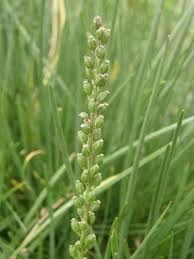 Image result for Juncaginaceae