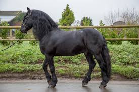Horse, a hoofed herbivorous mammal of the family equidae. Black Horse 1 A Z Animals
