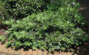 Spreading Japanese Plum Yew Cephalotaxus Harringtonia Prostrata Slowly Reaches 2 To 3 Ft Tall 3 To 4 Ft Wide Parti Yew Shrub Plants Ground Cover Plants