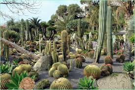 Weitere ideen zu garten, landschaftsbau, kakteen garten. Kakteengarten Foto Bild Pflanzen Pilze Flechten Kakteen Sukkulenten Im Suden Bilder Auf Fotocommunity