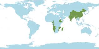 Image result for Sacciolepis spiciformis