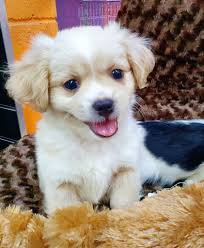 Shih tzu x Tibetan spaniel...