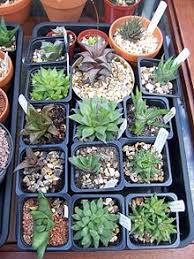 A small number of haworthia have thick, dark green pointy leaves covered with bumpy, white bands. Haworthia Wikipedia