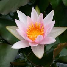 Image result for Nymphaea sulphurea