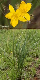 Image result for Hypoxis rigidula