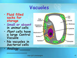 However, the function and significance of vacuoles vary greatly according to the type of cell having much greater prominence in the cells of plants, fungi, and certain protists than. Introduction To Cells Cells Are The Basic Units Of Organisms Ppt Video Online Download