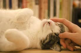 Your cat's body can't break it down, which. Sensory Satisfaction Why Do Cats Smell Good Cat Checkup