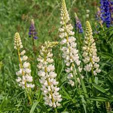 Lupine Seed Lupinus Polyphyllus Noble Maiden Flower Seeds Flower Seeds Lupine Flowers Lupines