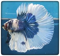 Pin On Beautiful Betta Fish