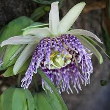 Image result for Passiflora ligularis